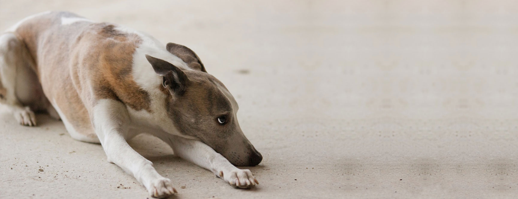 Ängstliche Hunde – Hilfe durch Ernährung und Training